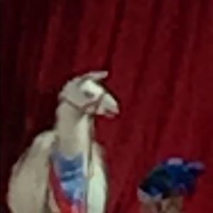 Meet your Posher, Star